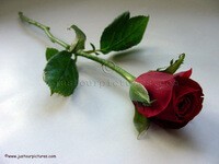 Muslimah Cantik, Bermahkota Rasa Malu