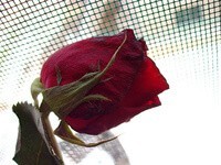 Yang Teristimewa Bagi Wanita