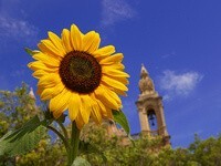 Pilihlah Teman Dekat yang Sholeh