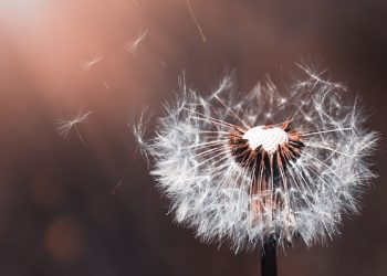 meminang_shalat_istikharah_remajaislam