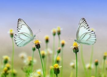 Boleh Menikah dengan Syarat Tidak Poligami?