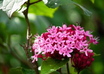 Hukum Khitan Bagi Wanita_Remajaislam.com