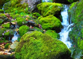 Ini Ciri-Ciri Orang Bahagia_remajaislam.com