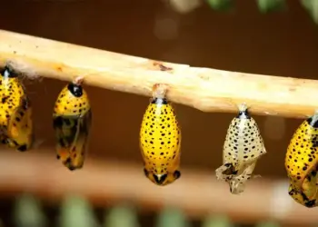 Memanfaatkan Masa Muda untuk Ketaatan