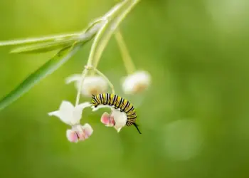 Pentingnya Masa Muda