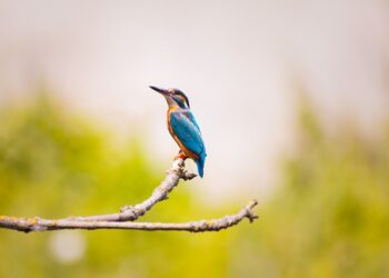 tawakalburung_remajaislam.com