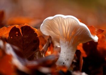 Belajar Ilmu_remajaislam