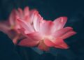 flower_remajaislam.com