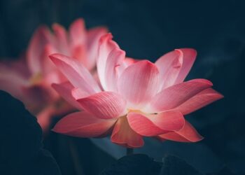 flower_remajaislam.com