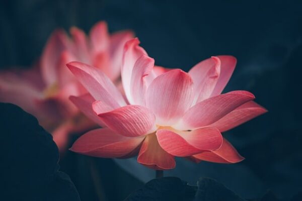 flower_remajaislam.com